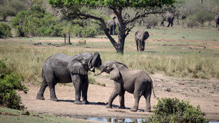Two Playing Elephants in South Africa