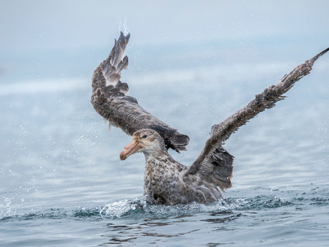 Northern Giant Petrel or Hall's Giant Petrel (Macronectes halli) bathing in the Bay of Isles near Prion Island on South Georgia.