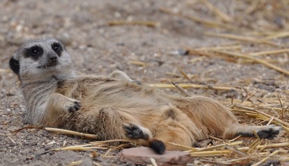meerkat suricata suricatta