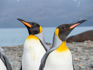 King Penguin (Aptenodytes patagonicus) on the island of South Georgia, rookery in St. Andrews Bay.