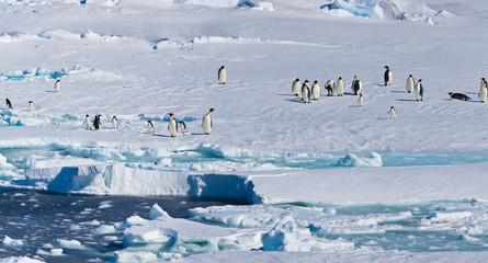 Ice Shelf, Antarctica. Emperor Penguins. Panoramic Composite.