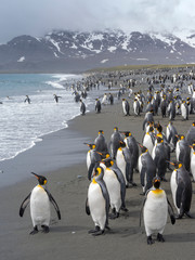King Penguin (Aptenodytes patagonicus) on the island of South Georgia, the rookery on Salisbury Plain in the Bay of Isles.