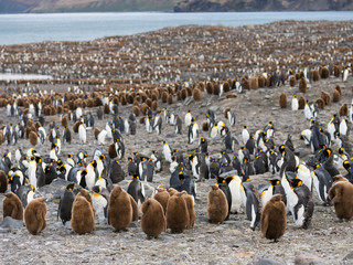 Obraz premium King Penguin (Aptenodytes patagonicus) on the island of South Georgia, rookery in St. Andrews Bay.