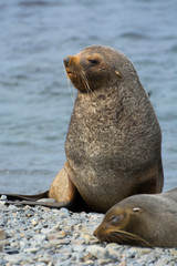 South Georgia. Stromness. Male Antarctic fur seal (Arctocephalus gazella) looking very suspicious.