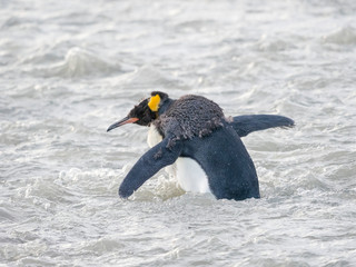 King Penguin (Aptenodytes patagonicus) on the island of South Georgia, rookery in St. Andrews Bay. Molting adult crossing glacial stream.