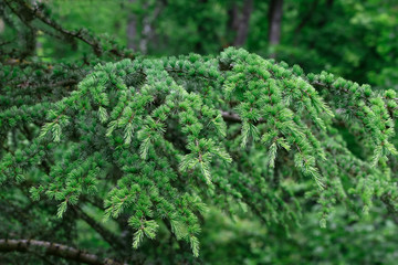 Hellgrüne Nadeln der Lärche im Frühling