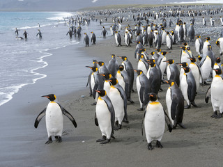 King Penguin (Aptenodytes patagonicus) on the island of South Georgia, the rookery on Salisbury Plain in the Bay of Isles.