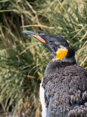 King Penguin (Aptenodytes patagonicus) on the island of South Georgia, rookery in Gold Harbor. Adults molting.
