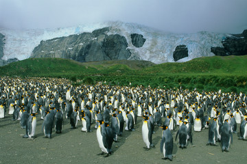 Obraz premium King Penguins, (Aptenodytes patagonicus), colony, South Georgia Island, sub-Antarctic.