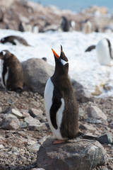 Antarctica. Neko Harbor. Gentoo Penguin (Pygoscelis papua) colony.