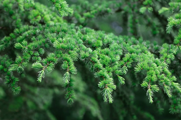 Hellgrüne Nadeln der Lärche im Frühling