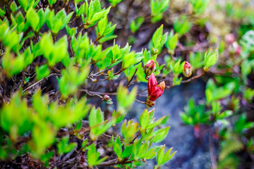 The red flower in Japan.