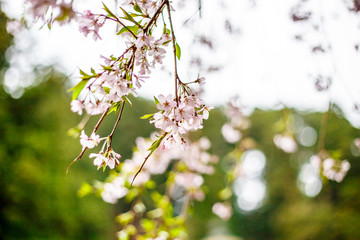 The pink flower in Japan.