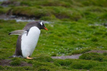 Naklejka premium South Georgia. Stromness. Gentoo penguin (Pygoscelis papua)