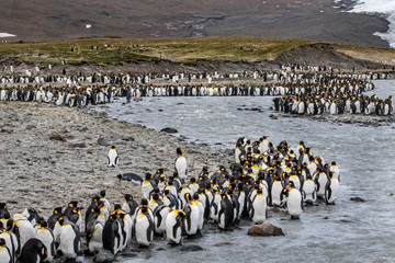 Obraz premium King penguin rookery. St. Andrews Bay, South Georgia Islands.
