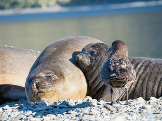 Southern elephant seal (Mirounga leonina) female with pup on beach. © Martin Zwick/Danita Delimont