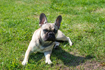 Dog breed French Bulldog on the green grass