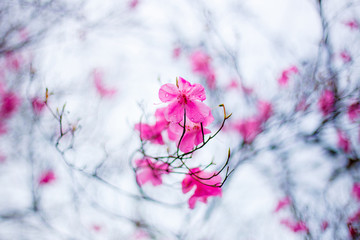 The pink flower in Japan.