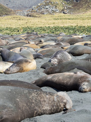 Southern elephant seal (Mirounga leonina), beach with huge colony at Gold Harbor.