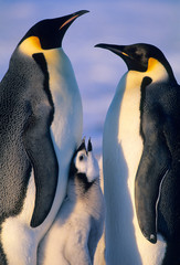 Emperor Penguins (Aptenodytes forsteri) Adults with Chick, Weddell Sea, Antarctica