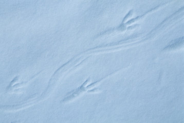 Fototapeta na wymiar Adelie Penguin, (Pygoscelis adeliae), footprints in snow, Cape Hallett, Ross Sea, Antarctica.