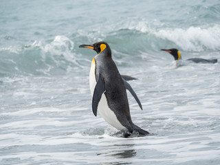 King Penguin (Aptenodytes patagonicus) on the island of South Georgia, the rookery on Salisbury Plain in the Bay of Isles. Adults entering the sea.