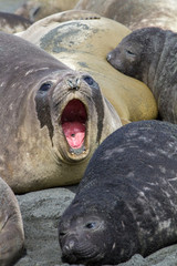Female Elephant seals. Gold Harbor. South Georgia Islands.