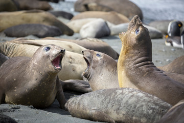 Seals on the beach of Gold Harbor. South Georgia Islands.