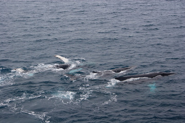 Orcas. South Shetland Islands. Antarctica.