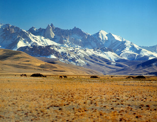 Afghanistan, Bamian Valley. A Kuchi nomad camp in Bamian Valley, a World Heritage Site, in...
