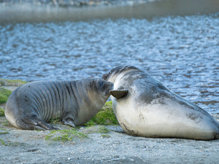 Southern elephant seal (Mirounga leonina) weaned pup on beach. © Martin Zwick/Danita Delimont