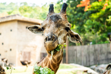 Giraffe. Making a funny face as he chews. The concept of animals in the zoo. 