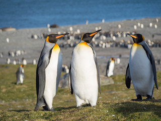 Fototapeta na wymiar King Penguin (Aptenodytes patagonicus) on the island of South Georgia, rookery in St. Andrews Bay. Courtship behavior.