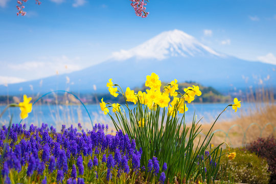 Mount Fuji and flower field. © Oranuch