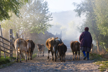 Taking cows home, Ura Village, Ura valley, Bumthang, Bhutan