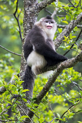Asia, China, Yunnan Province, Yun-ling Mountains, Tacheng, black snub-nosed monkey (Rhinopithecus belti). An endangered male black snub-nosed monkey sitting in a tree.