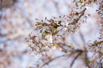 Sakura flower