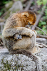 Asia, Shaanxi, Foping National Nature Reserve, golden snub-nosed monkey (Rhinopithecus roxellana), endangered. Mother grooming her baby on her lap.