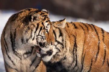 China, Harbin, Siberian Tiger Park. Affectionate Siberian tigers. Credit as: Jim Zuckerman / Jaynes Gallery / DanitaDelimont.com