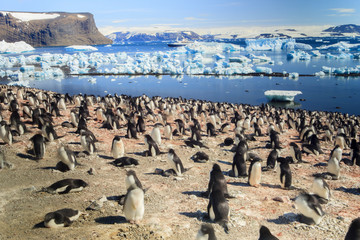 Adelie Penguin. Devil Island, Antarctica.