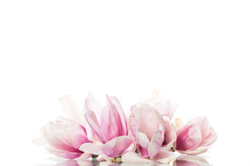 spring beautiful blooming magnolia on a white © Peredniankina