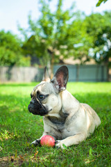 Close up portrait of a French Bulldog