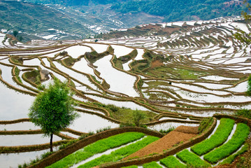 Asia, China, Yunnan Province, Honghe County. Green seed rice ready for planting on flooded Jiayin terraces.