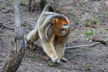 Asia, Shaanxi, Foping National Nature Reserve, golden snub-nosed monkey (Rhinopithecus roxellana), endangered. An adult male monkey walking while displaying his annoyance at having to move.