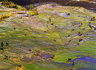 Asia, China, Yunnan, Yuanyang. Pattern of rice terraces at Laohu Zui (Tiger's Mouth).