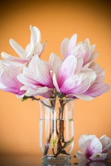 spring beautiful blooming magnolia on a orange