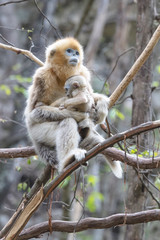 Asia, Shaanxi, Foping National Nature Reserve, golden snub-nosed monkey (Rhinopithecus roxellana), endangered. A sub-adult female holds a newborn infant.
