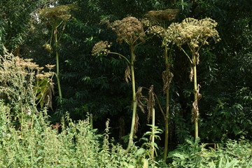 faded great hogweed in city garden