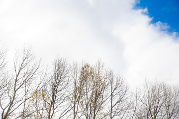 Trees without leaves in winter at a day with blue sky. Bare tree branches against the sky.
