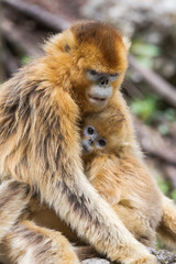 Asia, Shaanxi, Foping National Nature Reserve, golden snub-nosed monkey (Rhinopithecus roxellana), endangered. A female cuddles an older juvenile as evidenced by its darker coat.